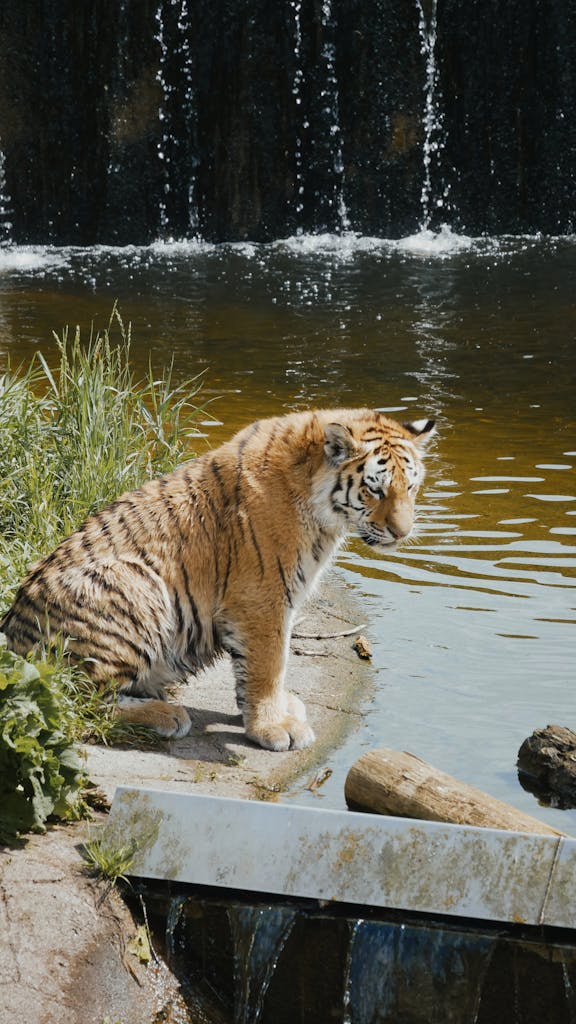 A Siberian tiger sitting at a serene waterfall in Kolmården, Sweden.