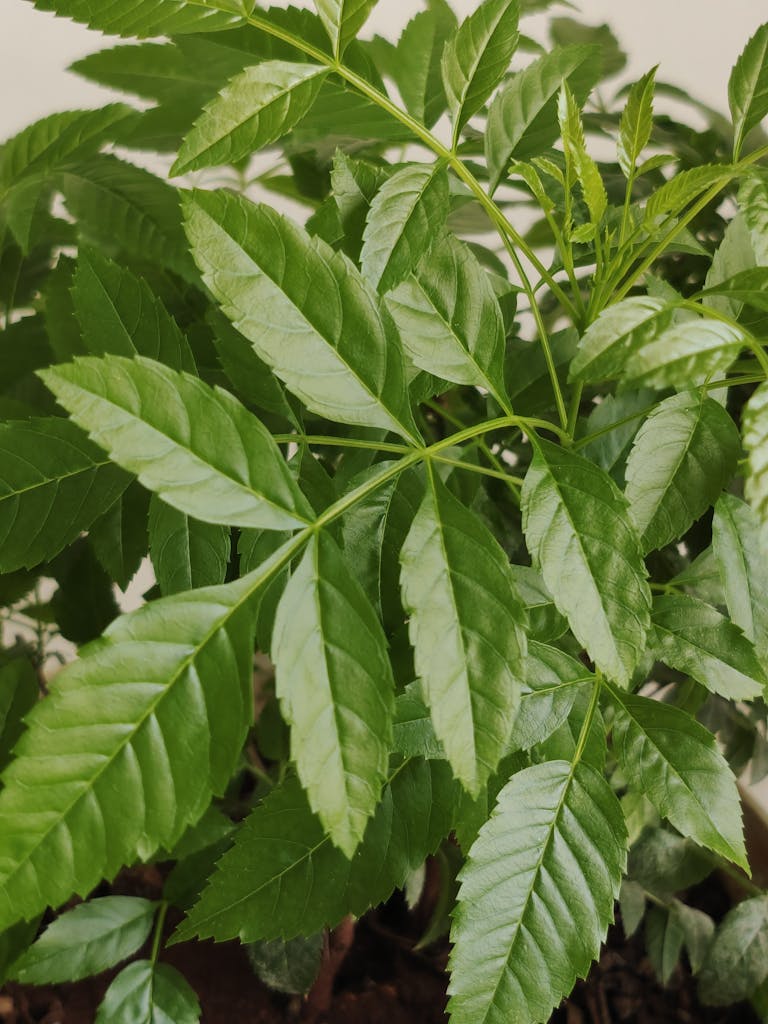 Detailed close-up of lush green neem leaves with vibrant textures, shot in Hyderabad, India.